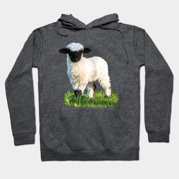 Valais Blacknose Lamb in a Meadow Hoodie by Jane Stanley Photography